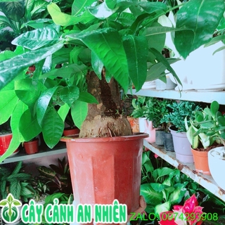Kim ngân 1 thân lớn
