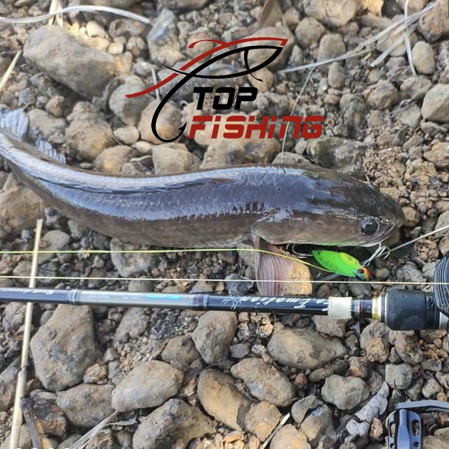 Cá Sắt Cicada Metal Vib 10gam  - Lưỡi BKK độ cứng 3X - Mồi Giả Câu Cá Lóc - Chuyên Cào Đáy - TopFishing