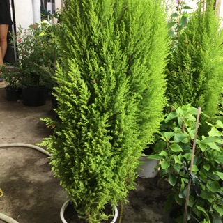 Cây Tùng thơm,lá rất thơm