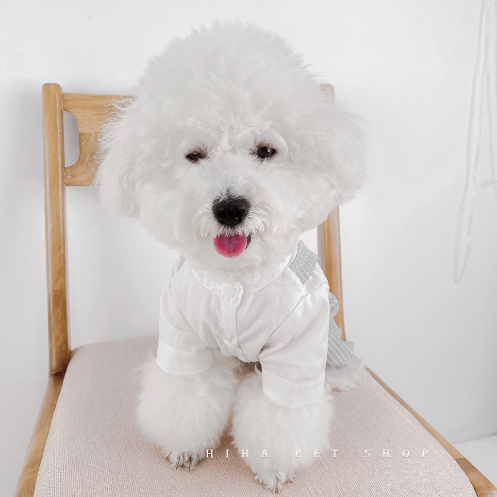 Quần áo sơ mi trắng có cổ cho chó mèo của Hihapet, áo sơ mi trắng quần tây cho thú cưng thiết kế Hàn Quốc.