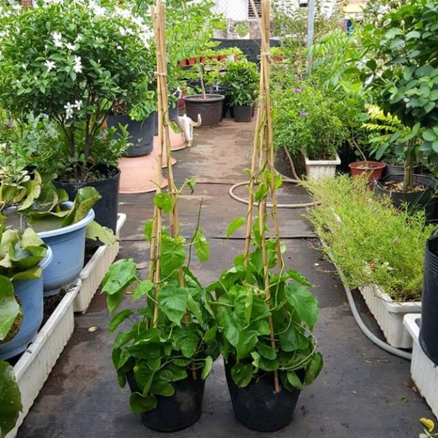 Cây 🌲 Dây Thiên Lý...