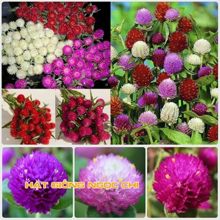 Hạt Giống Hoa Cúc Bách Nhật - 100 Hạt