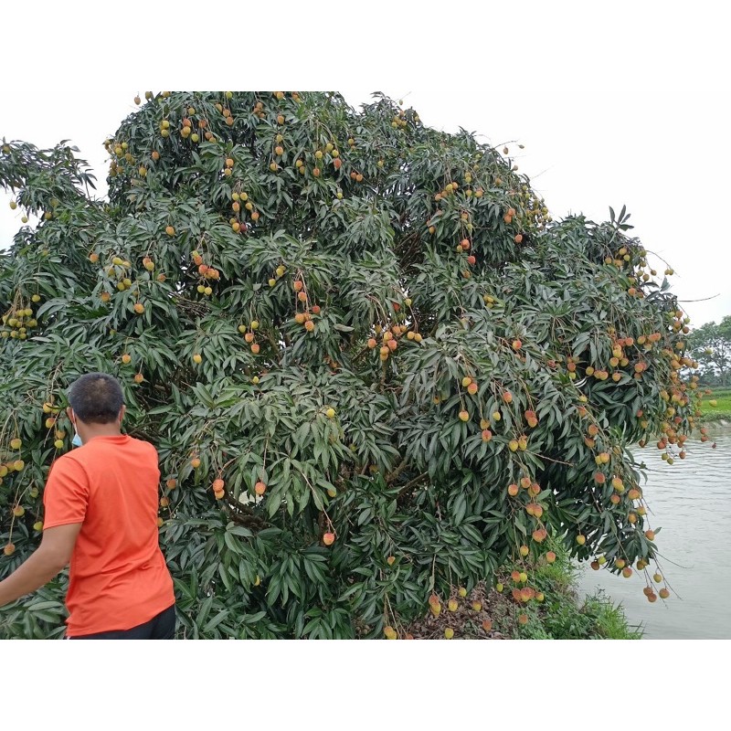 vải đầu mùa