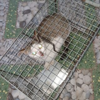 Bẫy mèo
