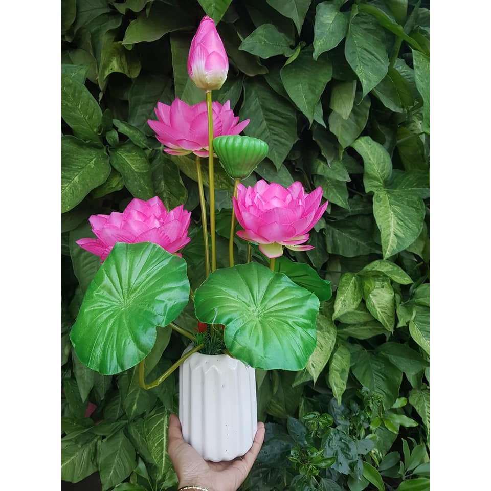 hoa sen vải. 25k/ cành