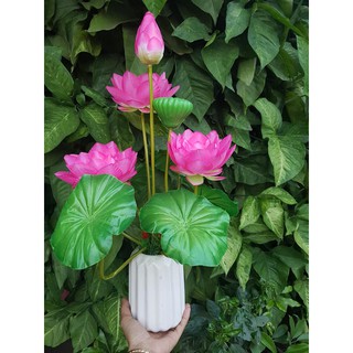 hoa sen vải. 25k/ cành