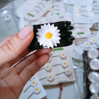Kẹp càng cua Cúc họa mi