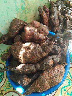 Hà thủ ô đã sơ chế