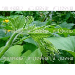 Bộ 2 Gói Hạt Giống Bí Ngọn (Siêu Đọt)-Hạt Giống Sạch-An Toàn( 10g/gói)