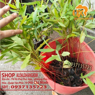 cây bạch đàn đỏ cây giống -combo 50 cây