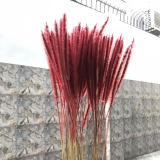 Cỏ Đuôi Chồn Khô Trang Trí