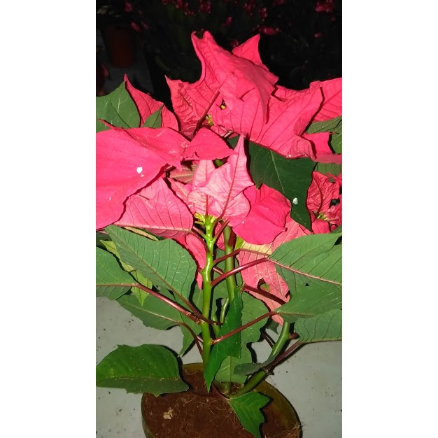 Cây trạng nguyên đỏ [To, đẹp]