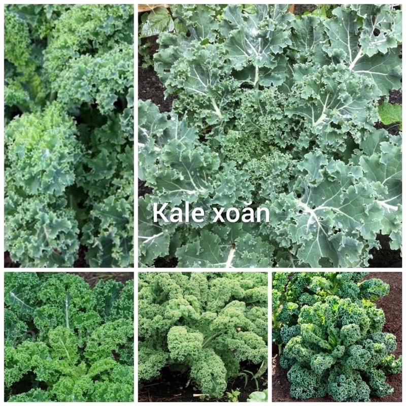 Hạt Giống Cải Kale Xanh chịu nhiệt (cải xoăn xanh) gói 150 hạt Rau củ quả trồng thùng xốp ban công sân thượng.