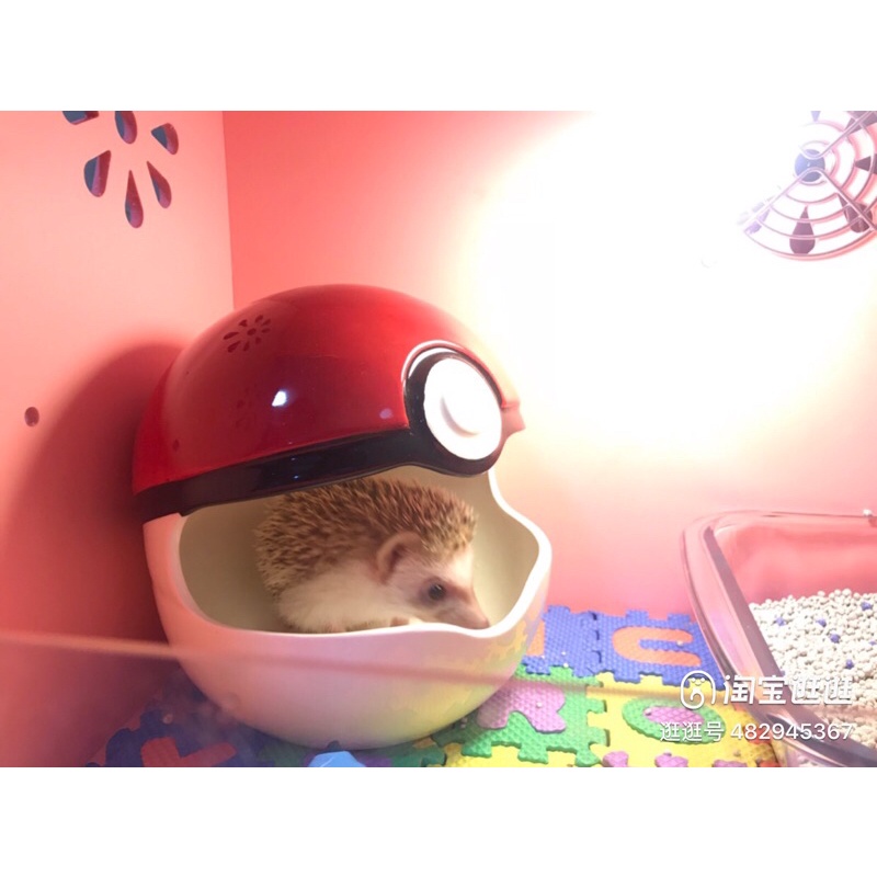 sứ pokemon cho hamster, sóc nhím