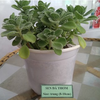 Sen đá thơm - size trung (8-10cm)