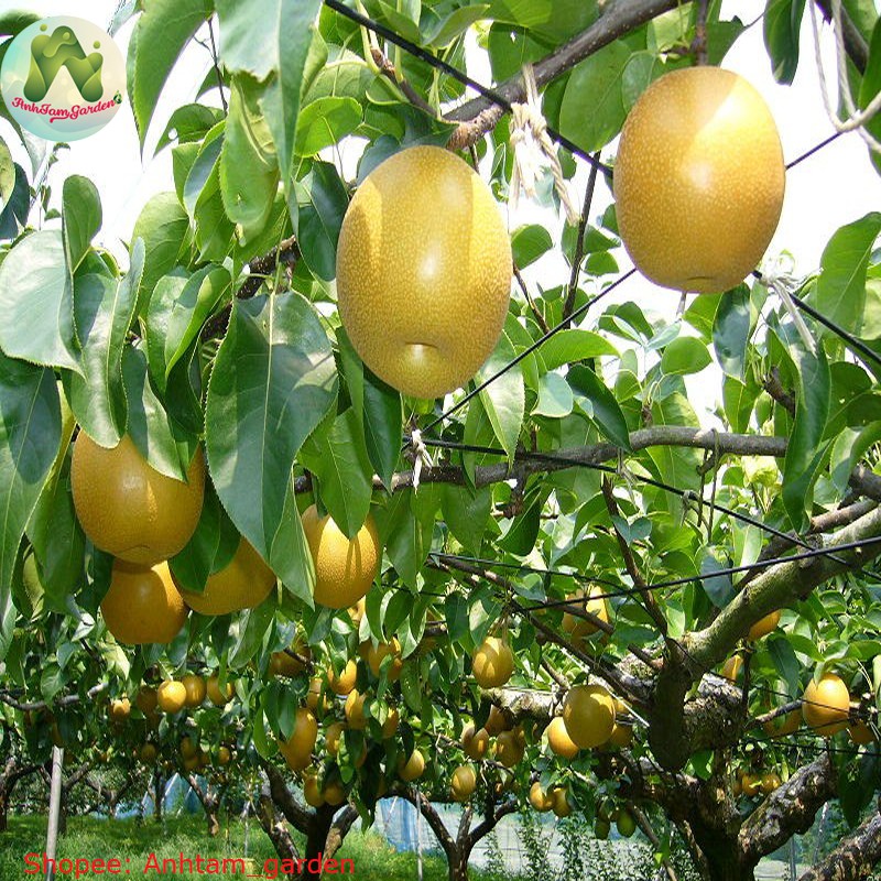 Cây giống Lê vàng