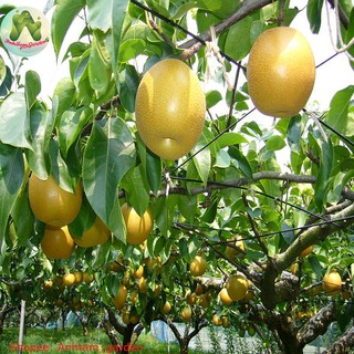 Cây giống Lê vàng