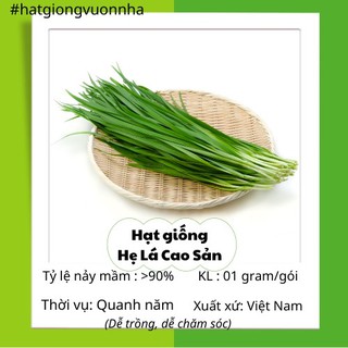 Hạt giống hẹ lá rado - gói 1 gram