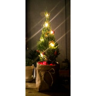 Cây 🌲 Sơn Tùng.... Cây Noenl