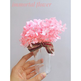 Hoa khô ❤️FREESHIP❤️ Hoa Cẩm Tú Cầu khô màu hồng nhạt đẹp mê mẩn