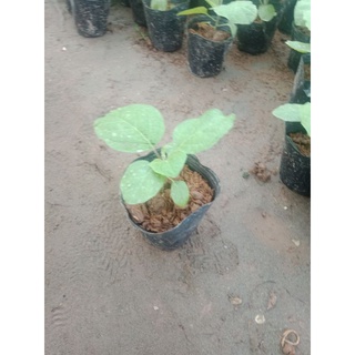 cây cà tím quả dài