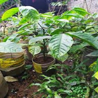 CÂY RAU HÚNG VỊT