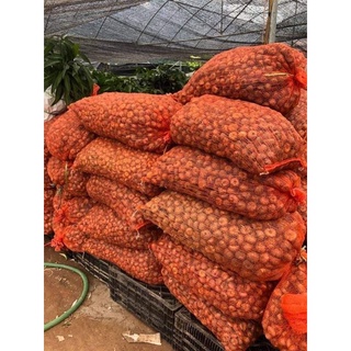 CỦ GIỐNG HOA LAY ƠN HÀ LAN