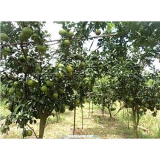 Cây giống Cam xoàn Lai Vung