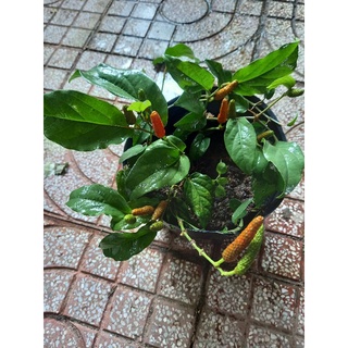 cây tiêu lốp đang trái