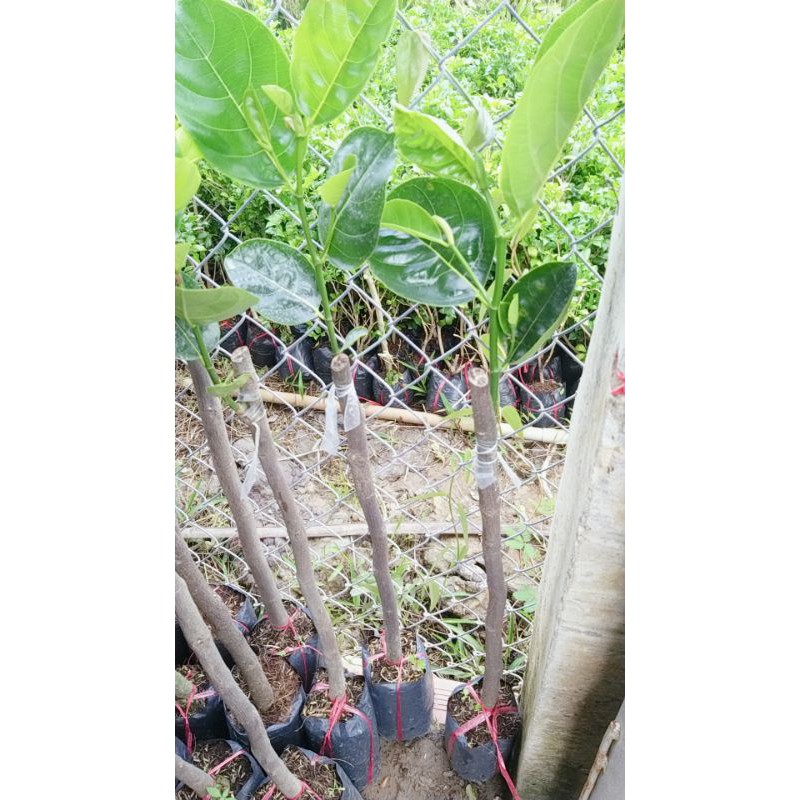 CÂY GIỐNG MÍT THÁI SIÊU SỚM