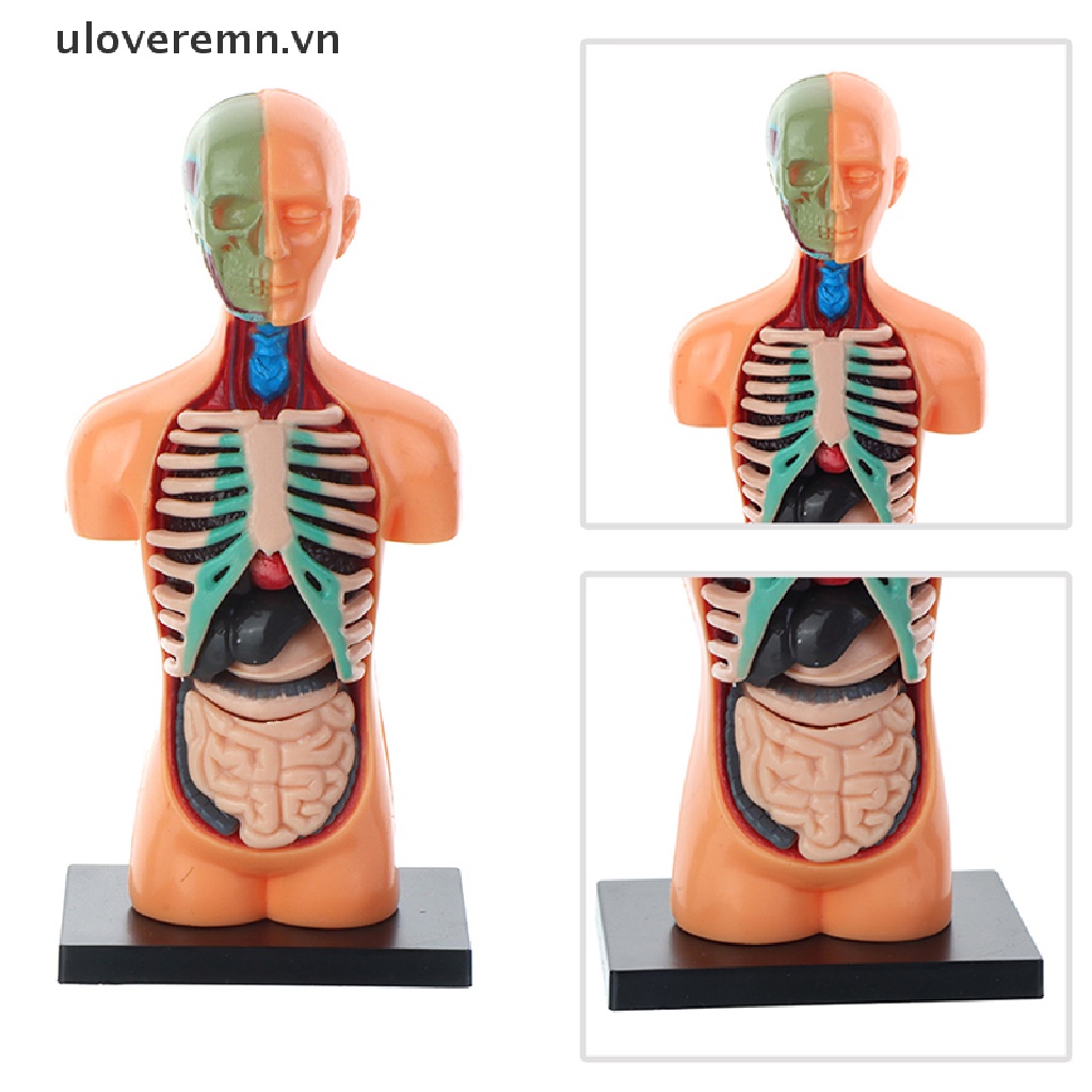 Mô Hình Cơ Thể Người Torso Có Thể Tháo Rời Cho Bé