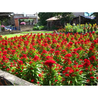 Hạt Giống Hoa Mào Gà Búa