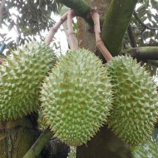 cây giống sầu riêng ri6 (da xanh cơm vàng)