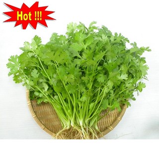 Hạt giống ngò rí (rau mùi) 20g