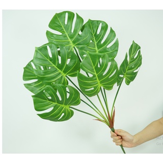 Cụm TRẦU BÀ LÁ XẺ [Cây decor, cây trang trí ANTHINH DECOR]