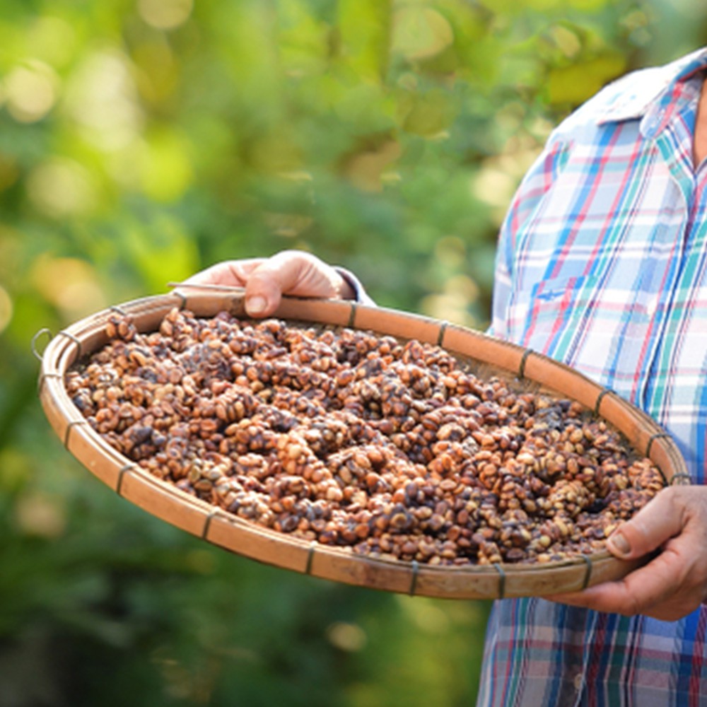 Cà phê Chồn nguyên chất 100% pha phin đặc biệt Kalacoffee thanh dịu, thơm mạnh, dành cho người sành uống 100g