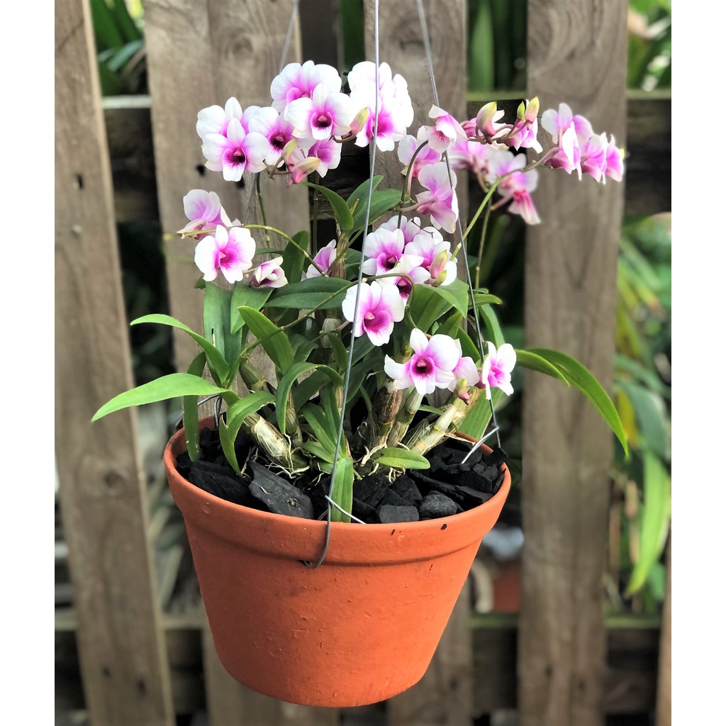 Chậu treo lan Denro Yaya trồng nơi có ít nắng