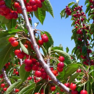 Cây Cherry Anh Đào mỹ ..6 tháng cây cho trái