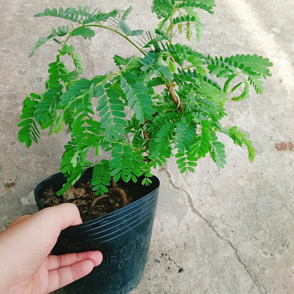 Cây Me Bonsai - cây cảnh bonsai
