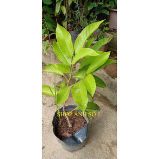 Cây ngọc lan hoa trắng, hoa thơm bầu lớn, cây đẹp