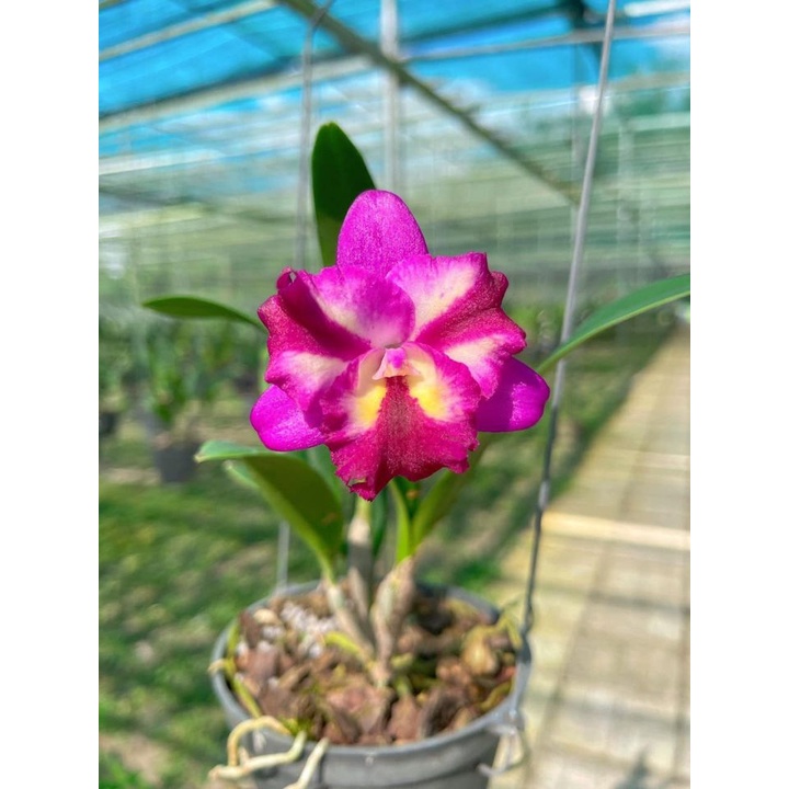 Catleya mini tím chậu trưởng thành