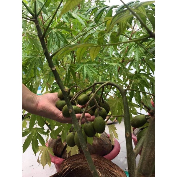 Cây Cóc Lùn Thái F1