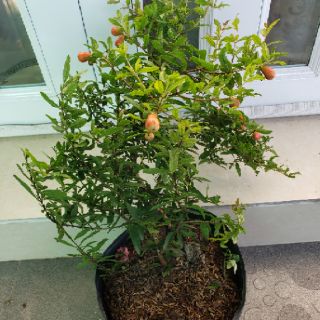 Cây lựu đỏ mỹ