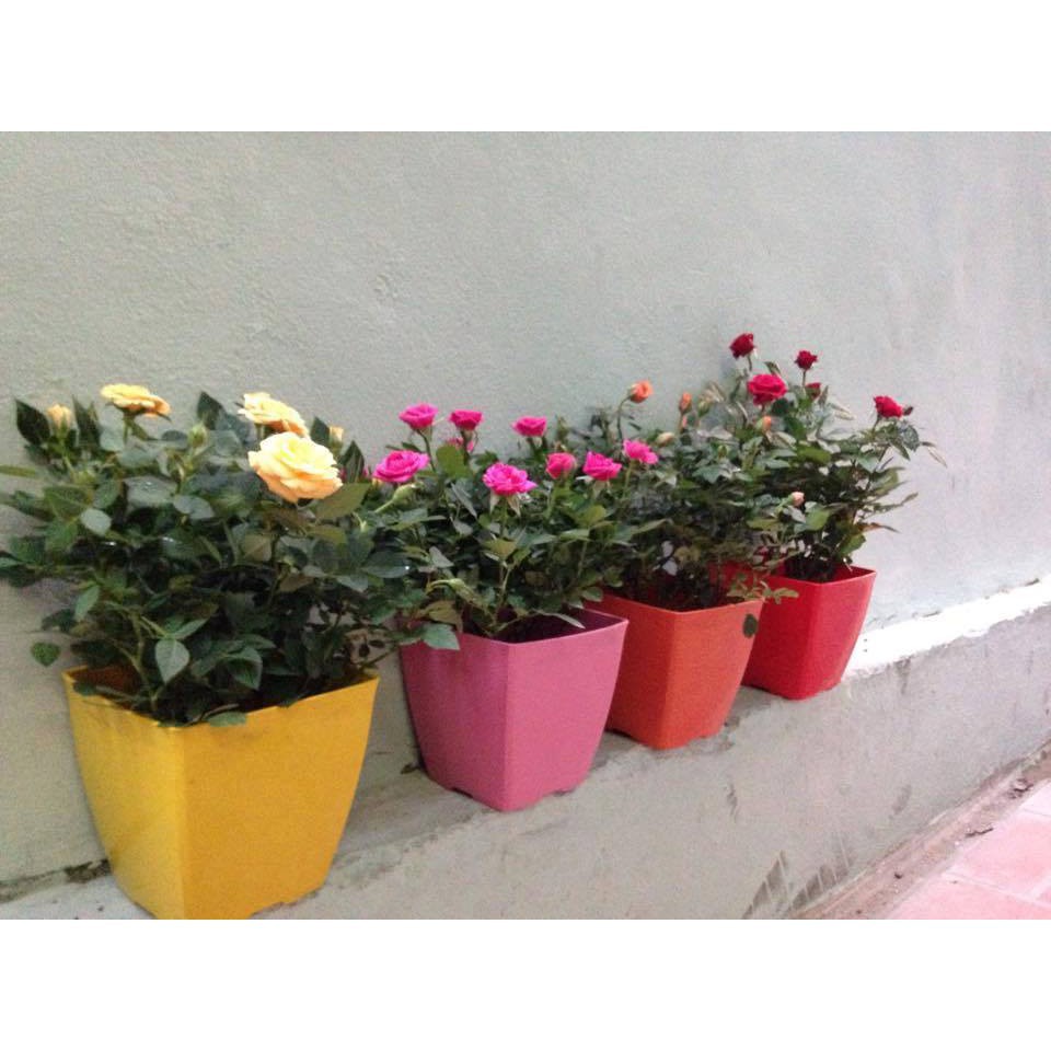 [HOT] Chậu nhựa dáng vuông cao cấp trồng hoa cây cảnh V20 kèm đĩa lót c/lượng, hg C/ty.