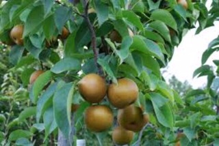 Cây lê nâu ( mắc cọp)