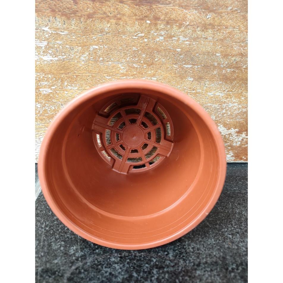 Chậu nhựa trồng cây AA120 (11x10cm) - Chậu ươm, trồng sen đá, cây mầm, hoa mini