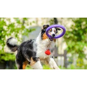 Đồ chơi cho chó COLLAR COMPANY PULLER DOG TRAINING RING (2 PIECES)