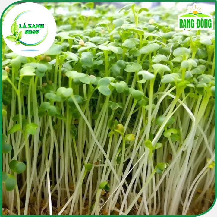 Hạt giống Rau Mầm Củ Cải Trắng Dễ Trồng, Nhanh Thu Hoạch (gói 50 gram) - Hạt Giống Rạng Đông