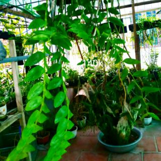Lan Hạc Vỹ THiên Cung