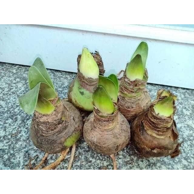 Hoa Lan Huệ kép  HOA Tết